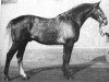 stallion Fedor (Trakehner, 1960, from Reichsfuerst)