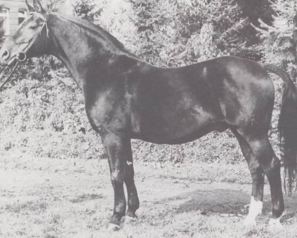 stallion Wotan (Hanoverian, 1963, from Woehler)