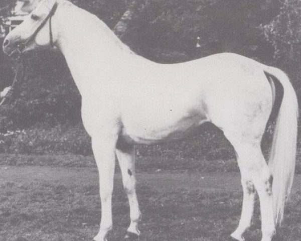 stallion Rinaldo (Hanoverian, 1969, from Radetzky)