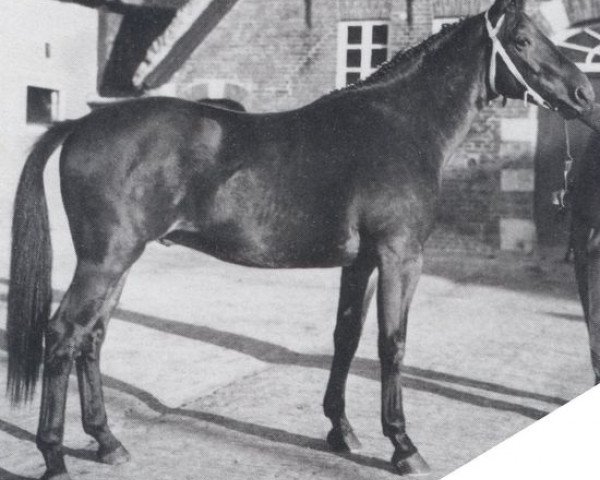 stallion Alchimist (Oldenburg, 1961, from Adonis xx)