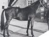 stallion Alchimist (Oldenburg, 1961, from Adonis xx)