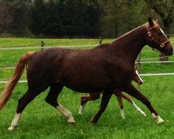 broodmare Dainty Girl (Sachse, 1994, from Rathenau)