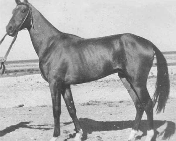 stallion Munir (Akhal-Teke, 1979, from Vatanchi)