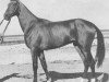 stallion Munir (Akhal-Teke, 1979, from Vatanchi)