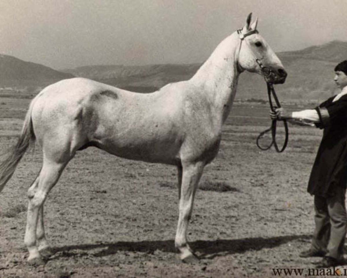 Deckhengst Karakir (Achal Tekkiner, 1949, von Moskva)