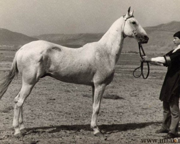 stallion Karakir (Akhal-Teke, 1949, from Moskva)