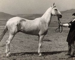 stallion Karakir (Akhal-Teke, 1949, from Moskva)