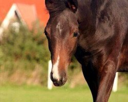 Pferd Osiris (Deutsches Reitpony, 2013, von Okawango Alpha)