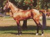 stallion Melgun (Akhal-Teke, 1977, from Yulduz)
