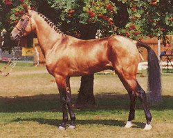 stallion Melgun (Akhal-Teke, 1977, from Yulduz)