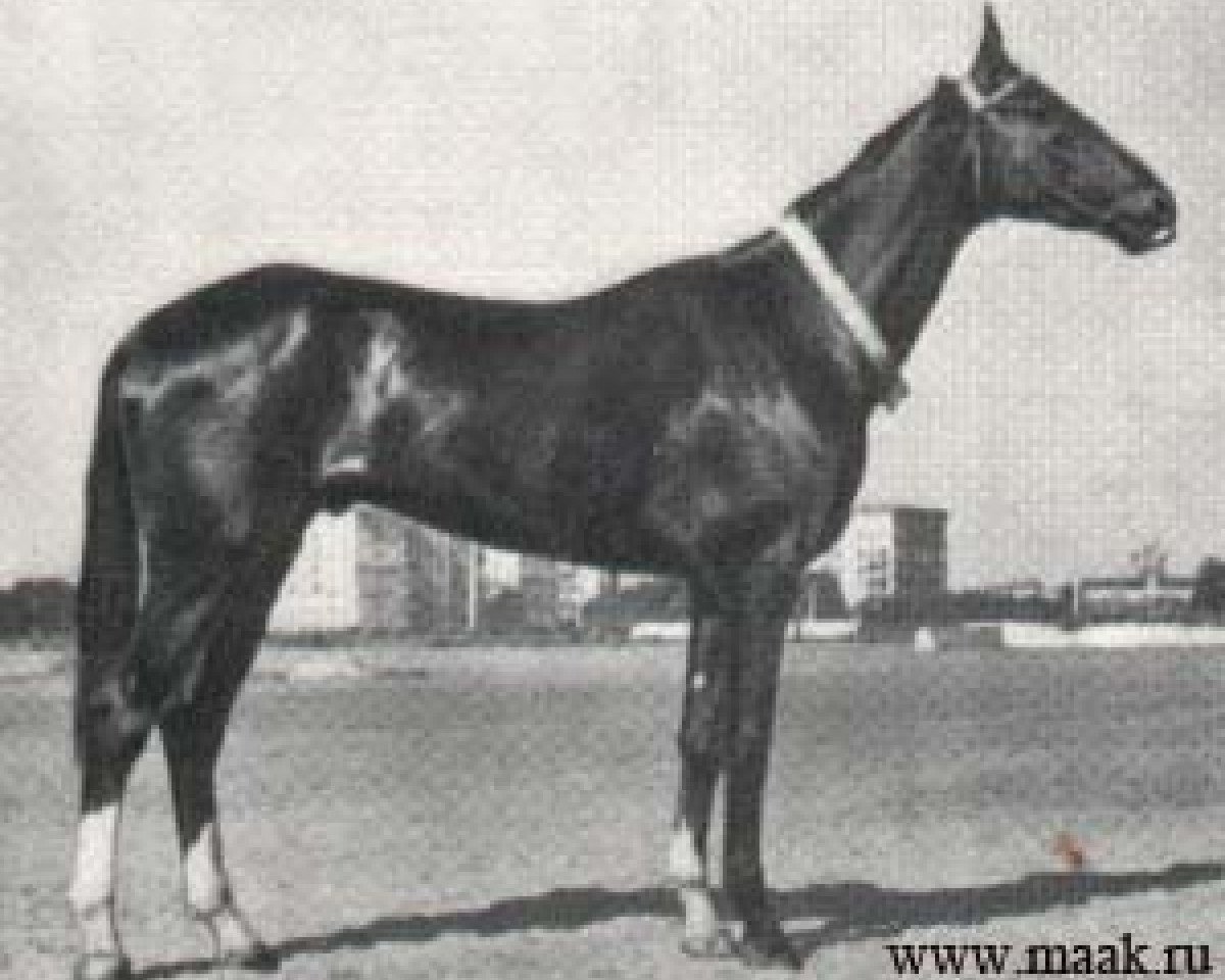 Deckhengst Kaplan (Achal Tekkiner, 1957, von Kejmir)