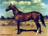 stallion Peren (Akhal-Teke, 1955, from Erkus)