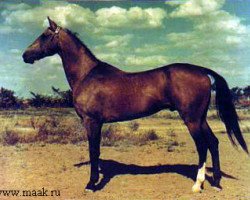 stallion Peren (Akhal-Teke, 1955, from Erkus)