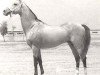 stallion Sektor (Akhal-Teke, 1963, from Peren)