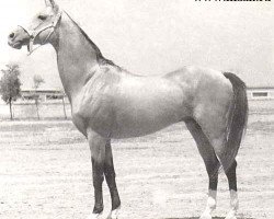 stallion Sektor (Akhal-Teke, 1963, from Peren)