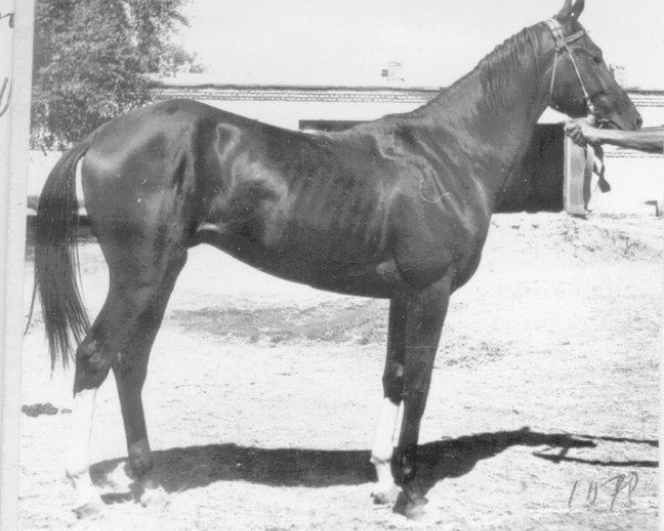 stallion Jaran (Akhal-Teke, 1975, from Sektor)