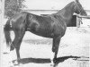 stallion Jaran (Akhal-Teke, 1975, from Sektor)