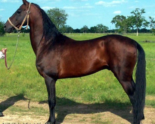 stallion Mamuk (Akhal-Teke, 1991, from Munir)