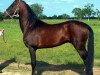 stallion Mamuk (Akhal-Teke, 1991, from Munir)