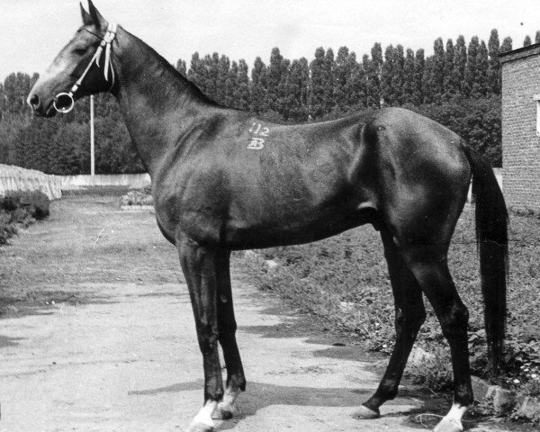 stallion Gektor 12 (Akhal-Teke, 1982, from Gaukhar 4)