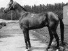 stallion Gektor 12 (Akhal-Teke, 1982, from Gaukhar 4)