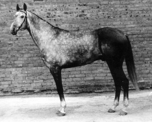 stallion Gigant 17 (Akhal-Teke, 1987, from Gektor 12)