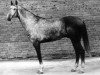 stallion Gigant 17 (Akhal-Teke, 1987, from Gektor 12)