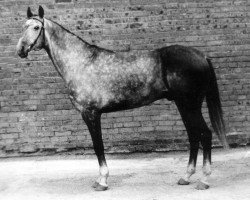 stallion Gigant 17 (Akhal-Teke, 1987, from Gektor 12)