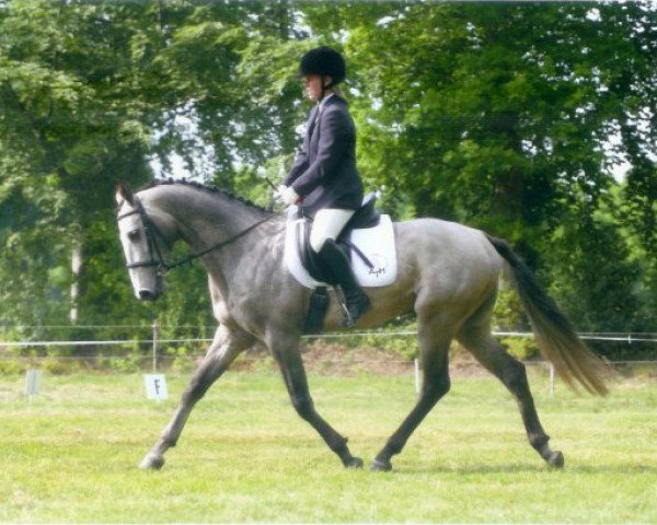 stallion Ghilzai Khan (Akhal-Teke, 2003, from Gargantua)