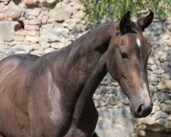 stallion Gobi Gush (Akhal-Teke, 2009, from Ghilzai Khan)