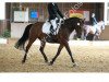 horse Pearcy (German Riding Pony, 2003, from FS Pearcy Pearson)