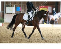 Pferd Pearcy (Deutsches Reitpony, 2003, von FS Pearcy Pearson)