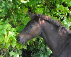 broodmare Emperia Ferrari (Rhinelander, 2013, from Enzo Ferrari)