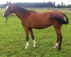 broodmare Pesnya (Akhal-Teke, 1996, from Serasker)