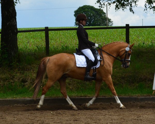 dressage horse Don't Forget Me (German Riding Pony, 2000, from Dancing Fox 2)