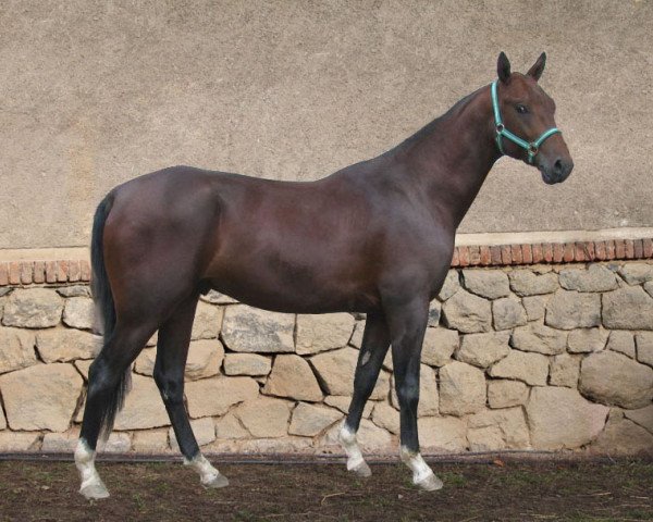 stallion Ghadir (Akhal-Teke, 2009, from Gumon)