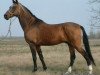 stallion Seiran 10 (Akhal-Teke, 1988, from Kerzi)