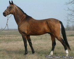 stallion Seiran 10 (Akhal-Teke, 1988, from Kerzi)