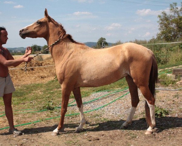 horse Gesey (Akhal-Teke, 2006, from Seiran 10)