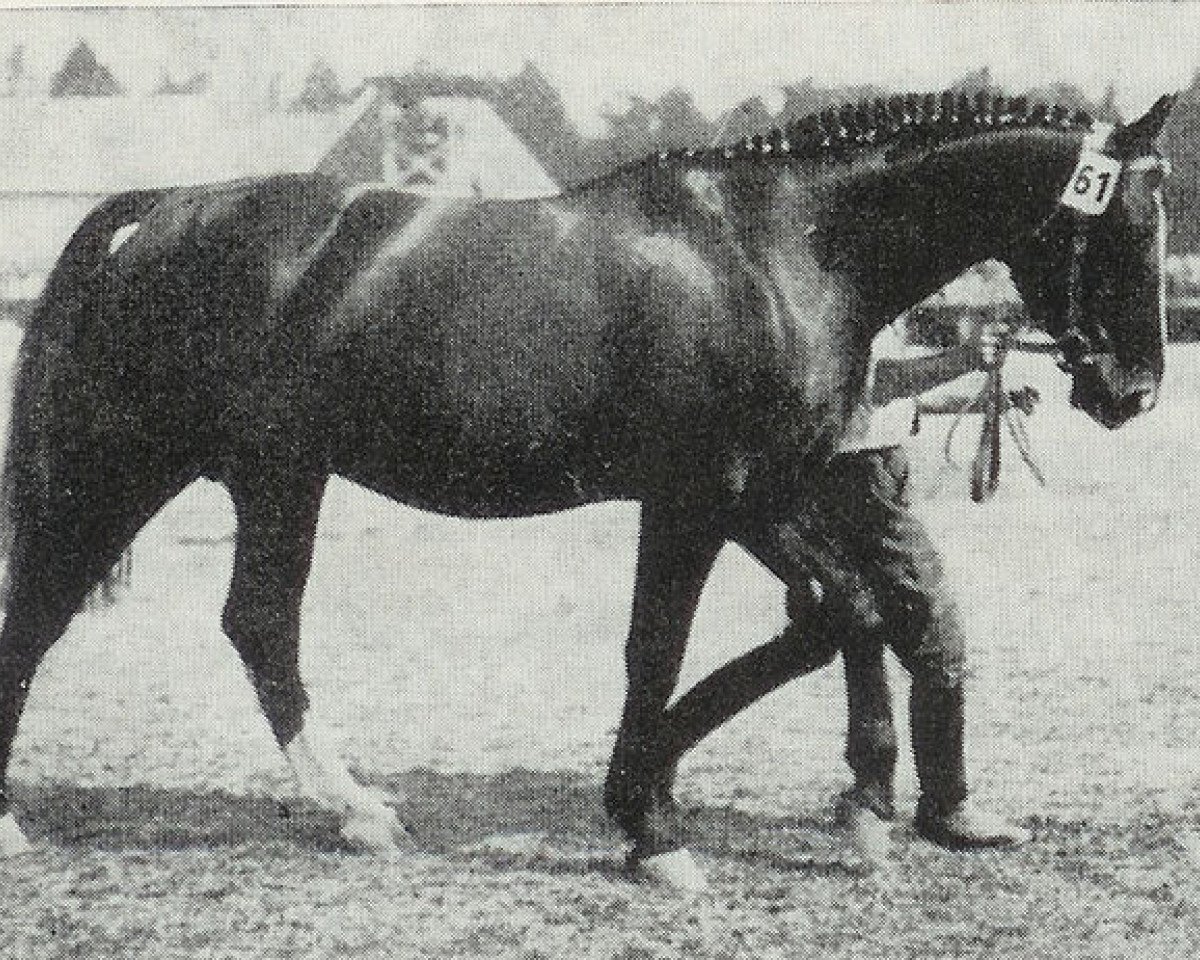 stallion Flimmergold (Hanoverian, 1929, from Flimmer I)