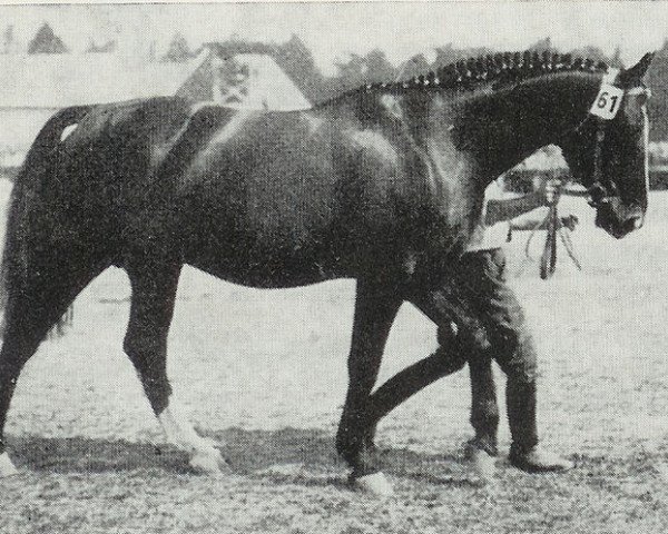 Deckhengst Flimmergold (Hannoveraner, 1929, von Flimmer I)