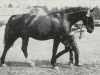 stallion Flimmergold (Hanoverian, 1929, from Flimmer I)