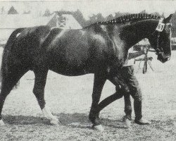 stallion Flimmergold (Hanoverian, 1929, from Flimmer I)