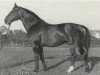 stallion Flimmerstahl (Mecklenburg, 1933, from Flimmergold)