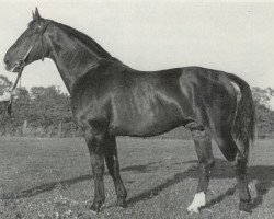 stallion Flimmerstahl (Mecklenburg, 1933, from Flimmergold)