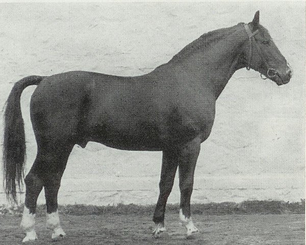 stallion Fluegel (Hanoverian, 1943, from Fluegelmann I)