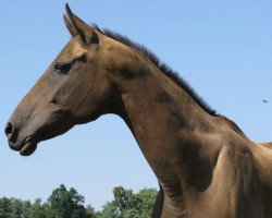 broodmare Grust (Akhal-Teke, 1993, from Serasker)