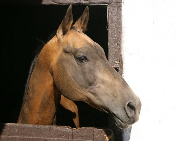 stallion Germes (Akhal-Teke, 1989, from Munir)