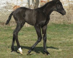 horse Gemekala (Akhal-Teke, 2013, from Gumon)