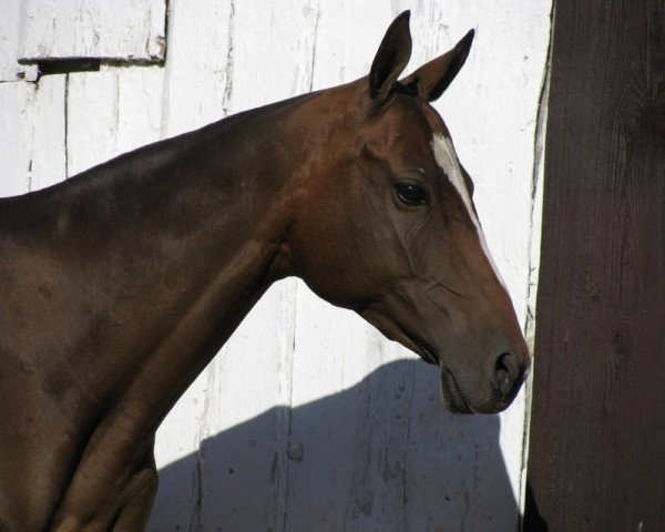 broodmare Fornaks (Akhal-Teke, 2000, from Anis)